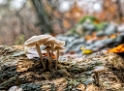 4711 SAM_0638-1-Kopie-ÖLFARBE-